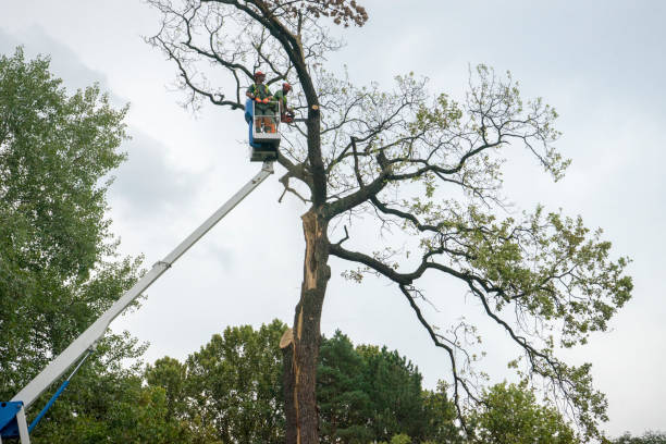 Best Tree Cutting Near Me  in Pleasant Hill, MO